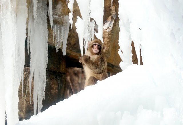 이정도 추위쯤이야. 원숭이 한 마리가 물이 얼어 생긴 고드름과 얼음 위에 앉아있다.