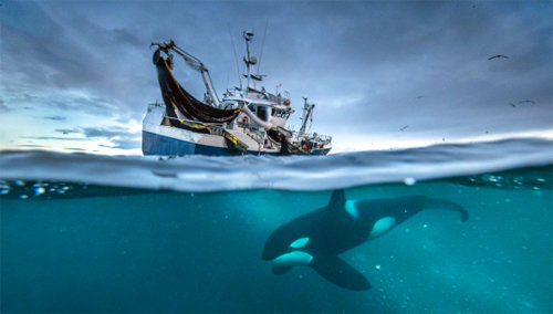 예술적인 영상과 음악으로 화제를 모은 BBC 다큐멘터리 ‘블루 플래닛 2’. KBS 제공