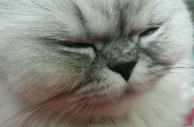 고양이. 사진은 이 기사와 관련 없음. 사진=게임동아