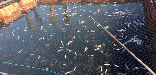 전남 여수해역 돔 양식장들은 평년보다 2∼3도 낮은 바다 수온으로 동해를 입어 참돔, 감성돔 288만 마리가 폐사했다고 신고했다. 여수시 제공