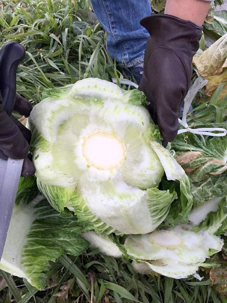 전남지역에 영하 10도를 밑도는 한파가 연이어 밀어 닥치면서 냉해를 입은 겨울배추. 농협 제공