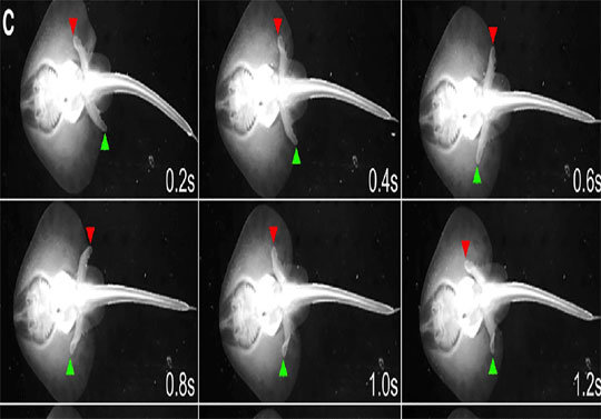 홍어의 걸음걸이를 관찰해 촬영했다. 좌우 지느러미를 마치 사람 다리처럼 번갈아 써서 움직인다. 셀 제공