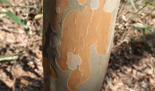 ‘결’의 아름다움을 잘 보여주는 노각나무.