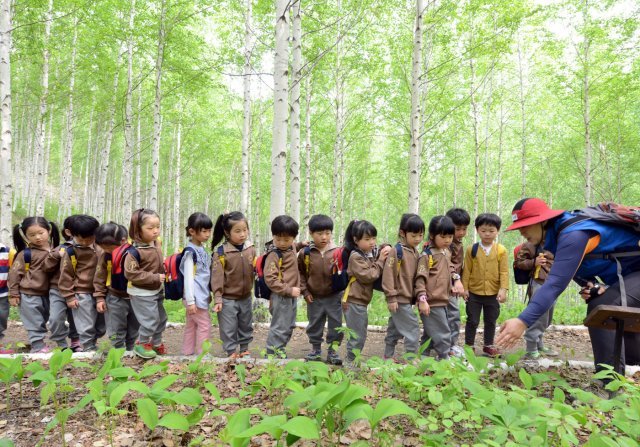 산림청 주관으로 강원 인제군 인제읍에서 진행된 숲 유치원 행사. 숲이 교육과 힐링, 경제 등 다양한 측면에서 가치가 높다는 걸 일깨운 프로그램으로 평가받고 있다. 산림청 제공