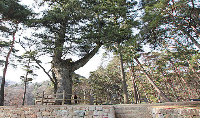천연기념물 제541호인 가야산 해인사 학사대 전나무.