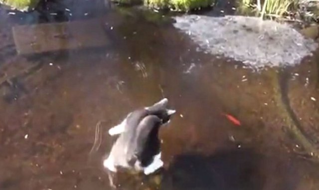 사진=빙판 위 고양이/레딧 캡처