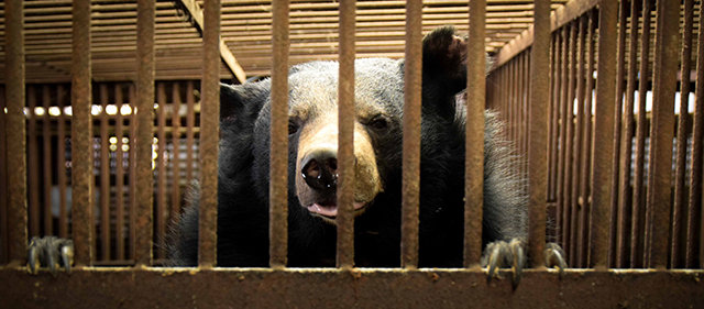 웅담을 채취하기 위해 사육된 반달가슴곰이 농가 철창에 갇혀 있다. 녹색연합 제공