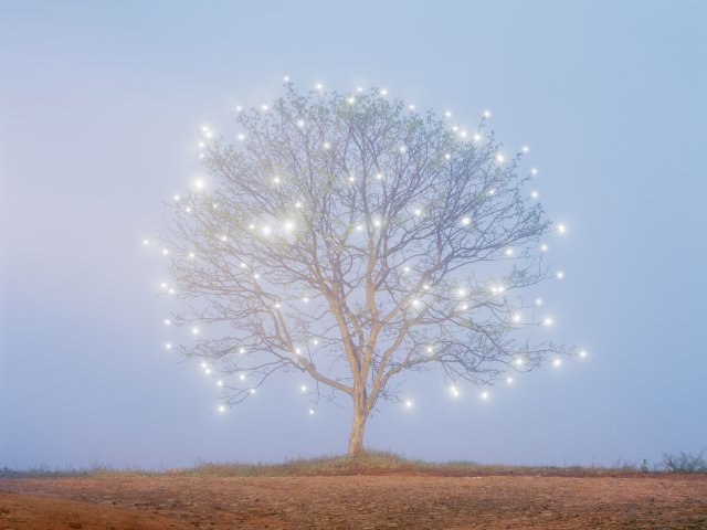 생명의 나무, 2007년 첫작품