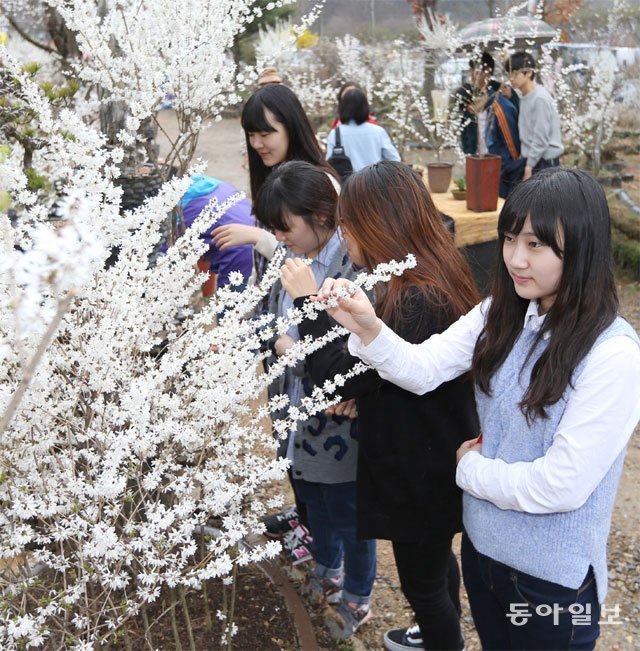 세계에서 유일하게 한국에서만 자라는 미선나무는 잎보다 꽃이 먼저 피고 척박한 땅에서 자라는 게 특징이다. 동아일보DB