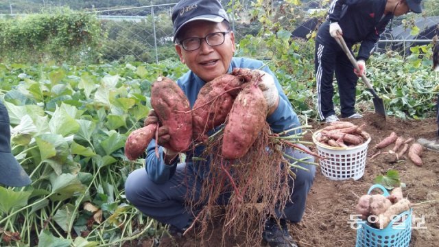 5년째 서울시로부터 분양받은 6.6㎡ 텃밭을 가꾸는 문대상 씨가 지난해 수확한 고구마를 한 움큼 들어 보이며 웃고 있다. 김단비기자 kubee08@donga.com