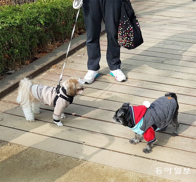 25일 오전 서울 동작구 보라매공원 산책로에 목줄 풀린 검은 소형견이 돌아다니고 있다. 김은지 기자 eunji@donga.com