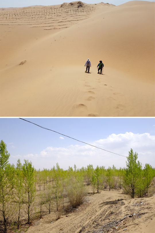 조림 직전인 2007년(위 사진)과 2017년 쿠부치사막의 모습. 조림 10년이 지나면서 지난해부터 비교적 울창한 숲을 이루기 시작했다. 산림청 제공