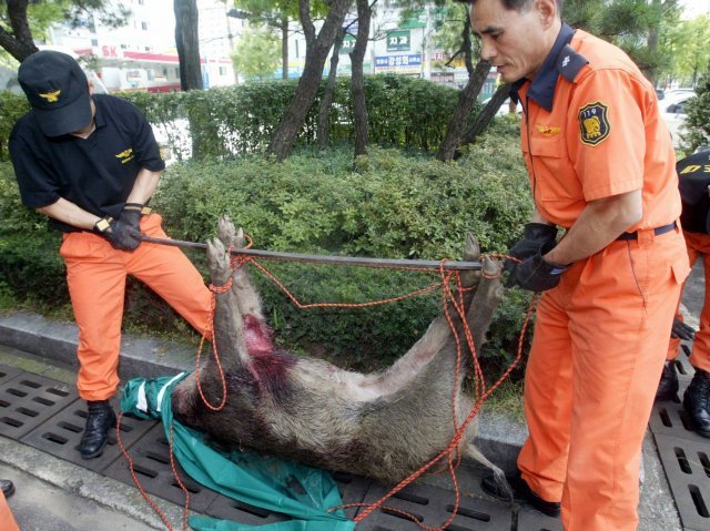 119 구조대원이 서울 시내에 출몰했다 숨진 채 잡힌 멧돼지를 옮기고 있다. 동아일보DB