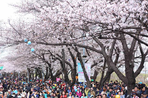 여의도 벚꽃축제 모습. 사진제공｜영등포구