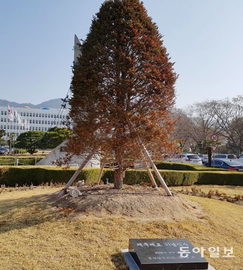홍준표 전 경남도지사가 ‘채무제로’를 기념해 심은 경남도청 정문의 주목이 말라들어가고 있다. 강정훈 기자 manman@donga.com