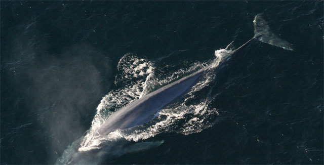 지구 역사상 가장 큰 동물인 흰수염고래(대왕고래). 몸길이가 30m에 이르게 된 이유는 수염을 필터처럼 이용해 먹이를 ‘흡입’하는 독특한 먹이 습관 덕분으로 밝혀졌다. 미국해양대기청(NOAA) 제공