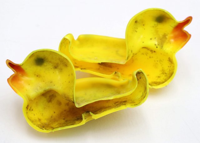 아이의 ‘목욕 친구’인 고무오리는 겉과 속이 다른 녀석이었다. 네 살배기가 3년간 써온 고무오리를 4일 열어보니 안은 곰팡이와 물때로 가득했다. 최근 해외 연구팀은 물놀이 장난감 1개당 세균이 13억 마리씩 검출됐다고 발표했다.  양회성 기자 yohan@donga.com