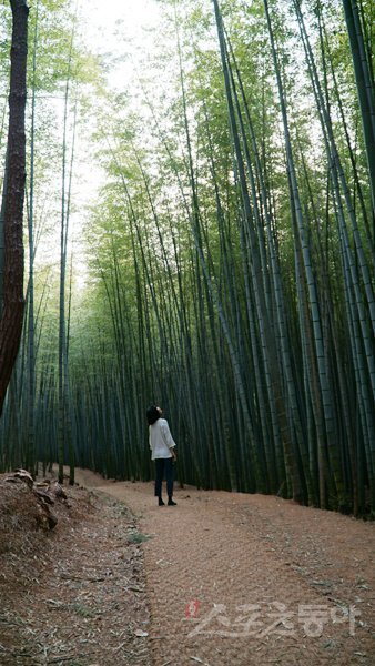 기장 아홉산숲의 맹종죽 군락 ‘평지대밭’은 빼곡히 자리잡고 하늘을 향해 꼿꼿하게 솟은 대나무들의 모습이 장관이다. 부산｜김재범 기자 oldfield@donga.com