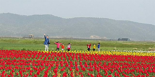 지난해 봄 인천 옹진군 백령면 진촌지구 튤립재배단지를 찾은 어린이들이 꽃을 보며 즐거워하고 있다. 20만 송이의 튤립은 이달 말 꽃망울을 터뜨린다. 인천 옹진군 제공