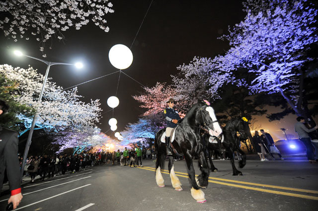 과천 렛츠런파크 야간 벚꽃축제.