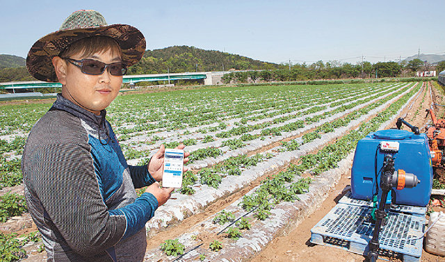 25일 경북 구미시에 위치한 오리온 감자 계약 재배 밭에서 농장주가 스마트폰으로 SK텔레콤의 ‘지능형 관수·관비 솔루션’을 작동시키고 있다. SK텔레콤 제공