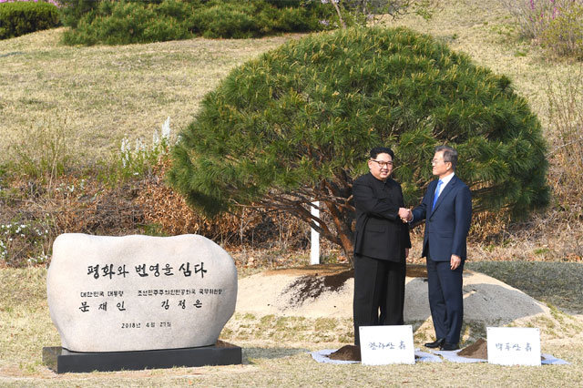 1953년생 소나무 식수… 文대통령-김정은 생모와 동갑 문재인 대통령과 김정은 북한 국무위원장이 27일
 판문점 ‘소떼길’에 소나무를 함께 심은 뒤 악수하고 있다. 이 나무는 정전협정이 체결되고, 문 대통령이 태어난 1953년생이다.
 김 위원장의 생모인 고용희도 그해에 태어났다. 공동 식수에는 한라산과 백두산의 흙, 한강과 대동강에서 가져온 물이 사용됐다. 
‘평화와 번영을 심다’라는 표지석 문구는 서예 대가 여태명 선생이 썼다. 판문점=한국사진공동취재단