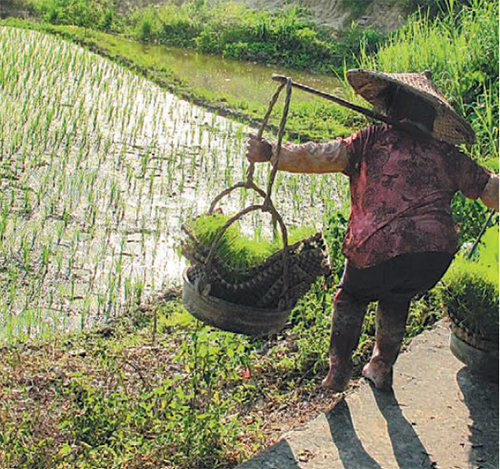 중국 남부의 벼농사 풍경. 벼는 모를 심어 다시 논에 옮겨 심는 과정이 있어 노동력이 많이 든다. 이런 특성이 집단주의를 강화시킨 것으로 추정된다. 사진 출처 사이언스 어드밴시스