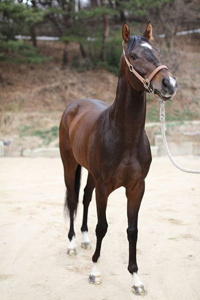 6일 렛츠런파크 서울 제11경주로 열리는 1200m 단거리 경주에서 ‘위너골드’가 6연승을 달성할 수 있을지 경마팬들의 관심이 쏠리고 있다. 사진제공 l 한국마사회