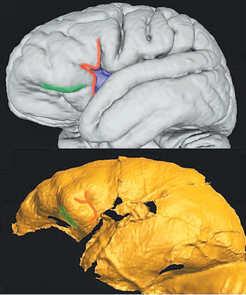 현대인 두뇌의 절반 크기 ‘초기인류 뇌’ 미스터리 풀다