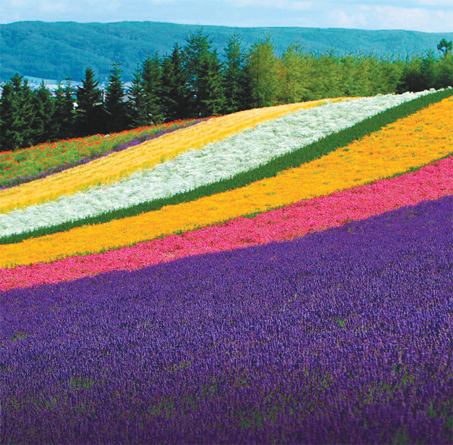 푸르른 녹음으로 물드는 봄을 시작으로 보랏빛 라벤더와 화려한 색깔의 꽃과 단풍이 아름다운 여름과 가을, 순백의 겨울까지 홋카이도는 1년 내내 매력을 뽐내며 여행객들을 기다린다. 사진은 후라노 팜도미타. 롯데관광 제공