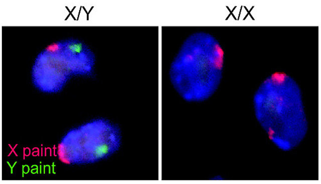 배아줄기세포를 성염색체에 반응하는 형광 물질로 염색했다. Y염색체에만
반응하는 형광 물질(녹색)이 빛나는 쪽이 Y염색체다. BMC 발달생물학 제공