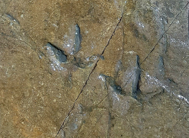 울산 울주군 대곡리 반구대 암각화 인근에서 발견된 약 1억 년 전 육식공룡 발자국 화석. 문화재청 제공