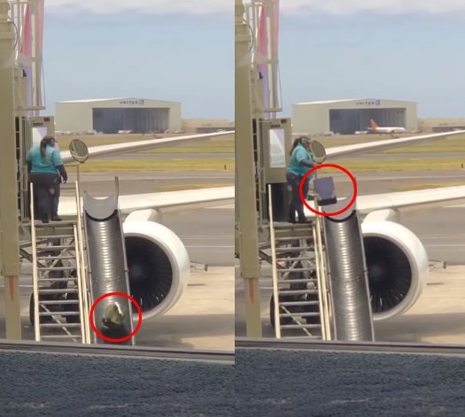 사진=바네사 마쉬 트위터