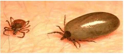 사진=질병관리본부 제공