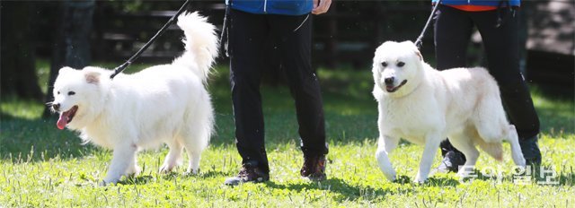지난달 23일 경기 과천시 서울대공원 어린이동물원에서 풍산개 ‘한라’와 ‘안써니’(오른쪽)가 햇살 아래 산책을 즐기고 있다. 다섯 살인 안써니는 ‘우리’와 ‘두리’의 4대 견이다. 박영대 기자 sannae@donga.com