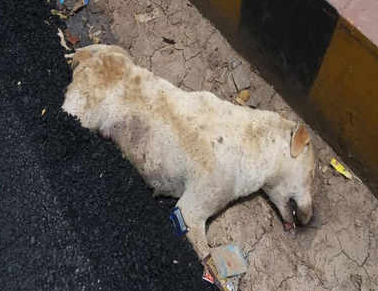 사진=더 타임스 오브 인디아