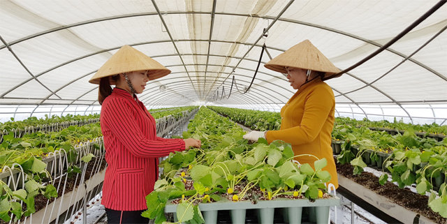 20일 전남 보성군 조성면 딸기농장에서 정미애 씨(사진 왼쪽)와 첫째 언니가 농라를 쓰고 딸기 모종작업을 하고 있다. 정 씨의 형제 자매들은 외국인 계절근로자로 입국해 일손을 돕고 있다. 정권식 씨 제공