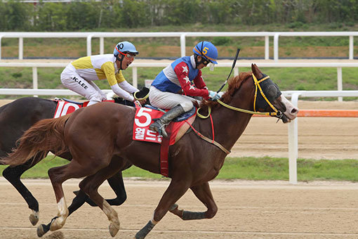 지난 17일 렛츠런파크 서울에서 열린 제18회 농림축산식품부장관배에서 최시대 기수가 기승한 ‘월드선’이 1위로 결승선을 통과하고 있다. 사진제공｜한국마사회