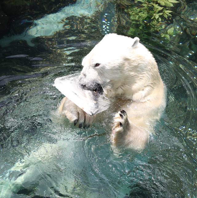 북극곰 통키가 얼음에 박혀있는 꽁치를 꺼내먹고 있다. 김재명 기자 base@donga.com