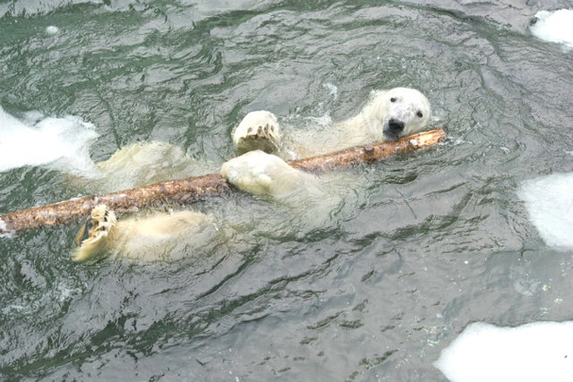 북극곰 통키가 나무 막대기를 쥔 채 수영하며 놀고 있다. 에버랜드 제공