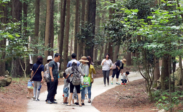 지난해 전남 강진군 칠량면 초당림을 찾은 관광객들이 편백나무와 백합나무 숲 사이를 걸으며 즐거워하고 있다. 강진군 제공