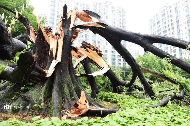 사진=수원시청 제공