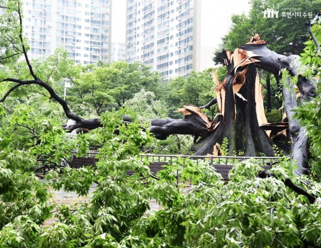 사진=수원시청 제공