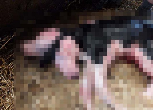 사진=카롤리나 SNS