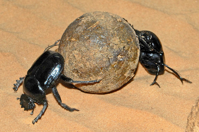 구리 아과 쇠똥 딱정벌레목(Coleoptera)/국내 동물
