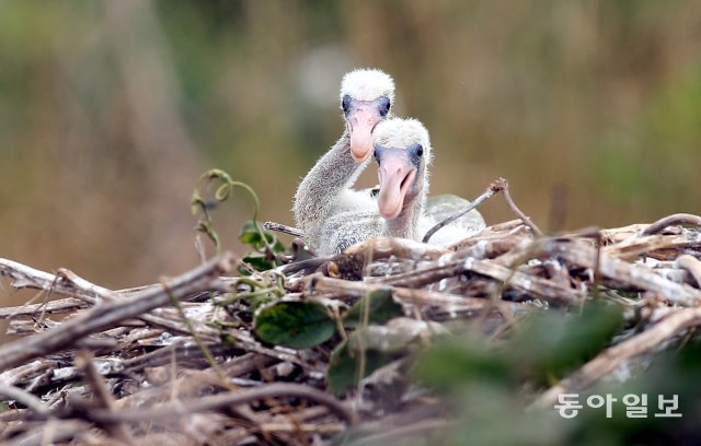 지구에 남아 있는 저어새는 불과 4,000여 마리. 서해 무인도에서 갓 태어난 저어새 새끼가 주변을 살피고 있다.