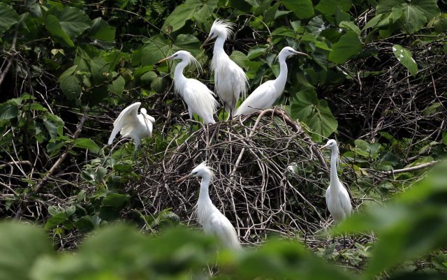 천연기념물인 저어새(제 205-1)와 노랑부리백로(제361호)는 환경부 지정 멸종위기 야생동물 1급이다. 세계적으로 보기 귀한 저어새와 노랑부리백로가 이 섬에서 번식을 하고 있다.
