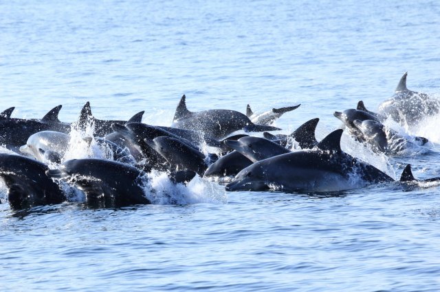 돌고래 단체사진. 장수진 이화여대 에코과학부 연구원 제공