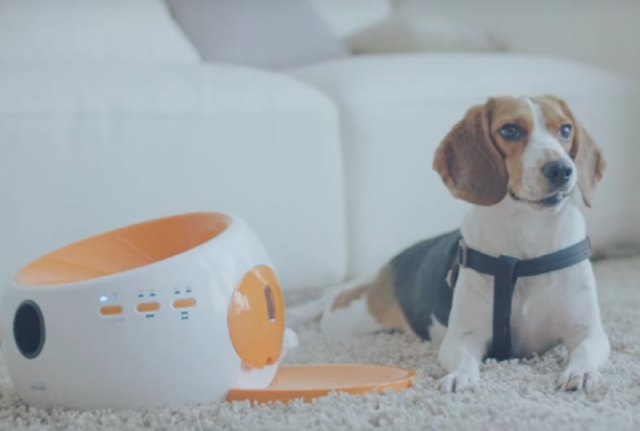 볼레디의 '볼레디'(출처=IT동아)