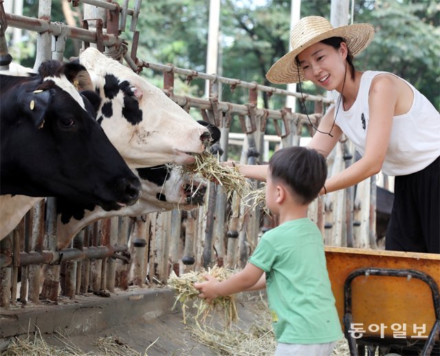 목장 체험 프로그램 운영 지난달 27일 경기 여주시 가남읍 ‘은아목장’ 김지은 대표가 체험 목장을 방문한 어린아이와 함께 젖소에게 먹이를 주고 있다. 여주=최혁중 기자 sajinman@donga.com